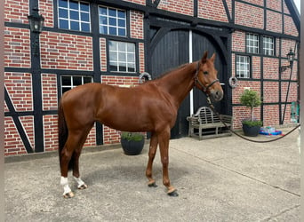 German Sport Horse, Mare, 8 years, 16.3 hh, Chestnut-Red