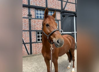 German Sport Horse, Mare, 8 years, 16.3 hh, Chestnut-Red