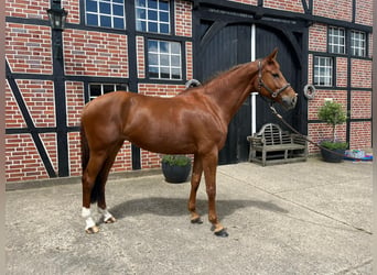 German Sport Horse, Mare, 8 years, 16.3 hh, Chestnut-Red