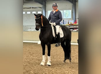 German Sport Horse, Mare, 8 years, 16,3 hh, Smoky-Black