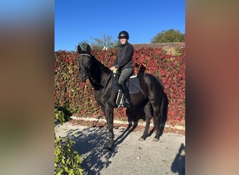 German Sport Horse, Mare, 8 years, 16 hh, Black