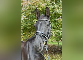 German Sport Horse, Mare, 8 years, 16 hh, Black
