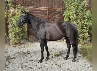 German Sport Horse, Mare, 8 years, 16 hh, Black
