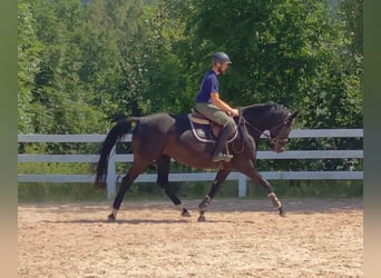 German Sport Horse, Mare, 8 years, 16 hh, Black