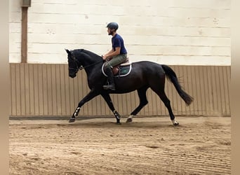 German Sport Horse, Mare, 8 years, 16 hh, Black