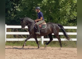 German Sport Horse, Mare, 8 years, 16 hh, Black
