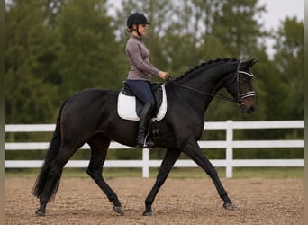 German Sport Horse, Mare, 8 years, 16 hh, Brown