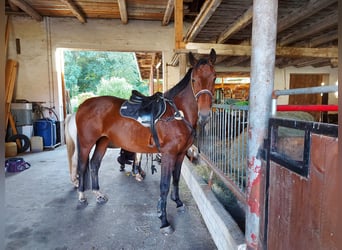 German Sport Horse, Mare, 8 years, 16 hh, Brown