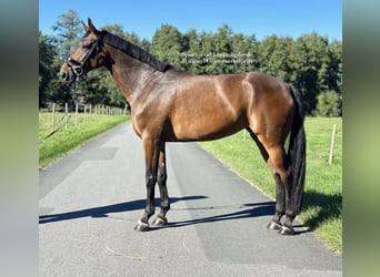 German Sport Horse, Mare, 8 years, 16 hh, Brown