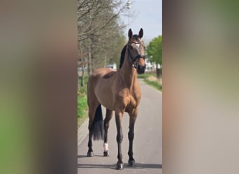 German Sport Horse, Mare, 8 years, 16 hh, Brown