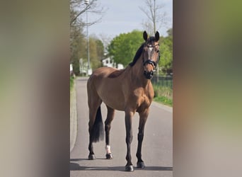 German Sport Horse, Mare, 8 years, 16 hh, Brown