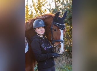 German Sport Horse, Mare, 8 years, 16 hh, Chestnut-Red