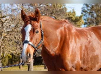 German Sport Horse, Mare, 8 years, 16 hh, Chestnut-Red
