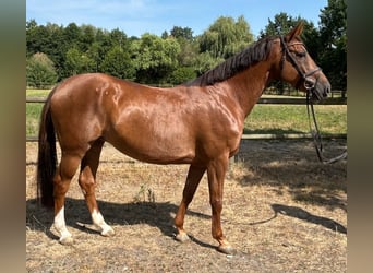 German Sport Horse, Mare, 8 years, 16 hh, Chestnut-Red