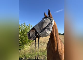 German Sport Horse, Mare, 8 years, 16 hh, Chestnut-Red