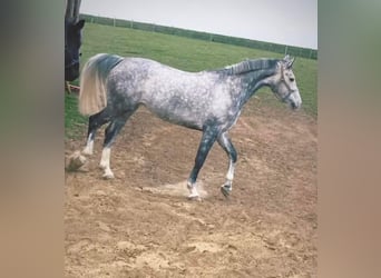 German Sport Horse, Mare, 8 years, 16 hh, Gray
