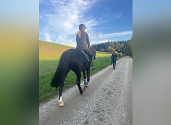 German Sport Horse, Mare, 8 years, 16,1 hh, Black