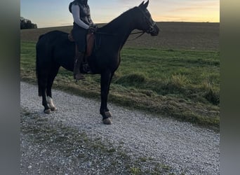 German Sport Horse, Mare, 8 years, 16,1 hh, Black