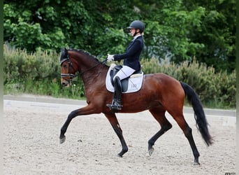 German Sport Horse, Mare, 8 years, 16,1 hh, Brown