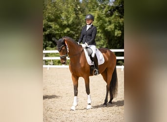 German Sport Horse, Mare, 8 years, 16,1 hh, Brown