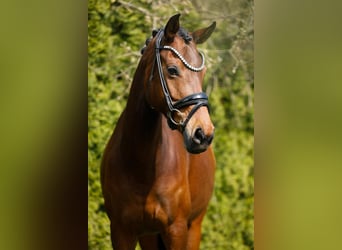 German Sport Horse, Mare, 8 years, 16,1 hh, Brown