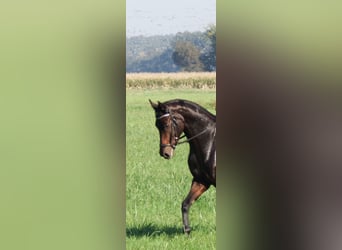 German Sport Horse, Mare, 8 years, 16,1 hh, Brown