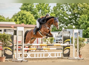German Sport Horse, Mare, 8 years, 16,1 hh, Brown