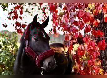 German Sport Horse, Mare, 8 years, 16,1 hh, Smoky-Black