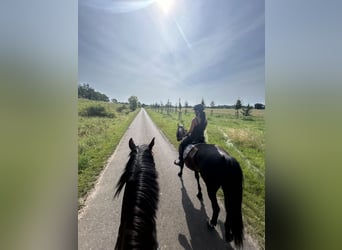 German Sport Horse, Mare, 8 years, 16,1 hh, Smoky-Black