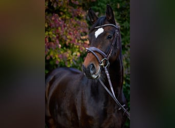 German Sport Horse, Mare, 8 years, 16,1 hh, Smoky-Black