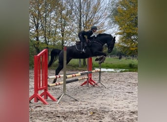 German Sport Horse, Mare, 8 years, 16,1 hh, Smoky-Black