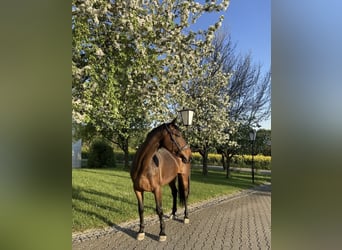 German Sport Horse, Mare, 8 years, 16,2 hh, Brown