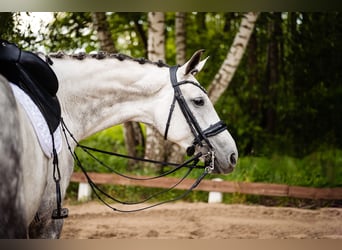 German Sport Horse, Mare, 8 years, 16,2 hh, Grey
