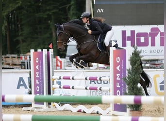 German Sport Horse, Mare, 8 years, 16,2 hh, Smoky-Black