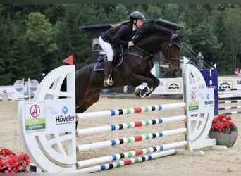 German Sport Horse, Mare, 8 years, 16,2 hh, Smoky-Black