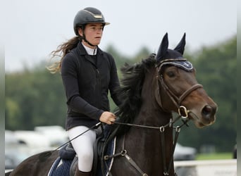 German Sport Horse, Mare, 8 years, 16,2 hh, Smoky-Black