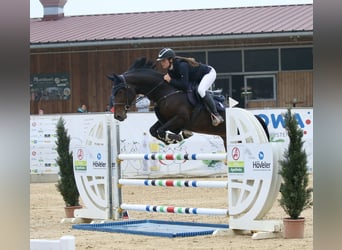 German Sport Horse, Mare, 8 years, 16,2 hh, Smoky-Black