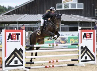 German Sport Horse, Mare, 8 years, 16,2 hh, Smoky-Black