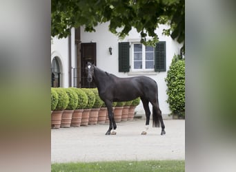 German Sport Horse, Mare, 8 years, 16,3 hh, Bay-Dark