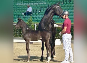 German Sport Horse, Mare, 8 years, 16,3 hh, Black