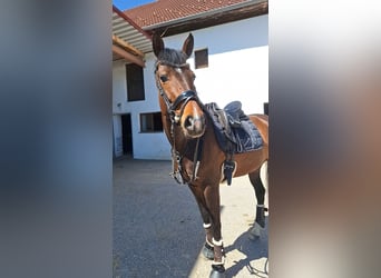 German Sport Horse, Mare, 8 years, 16,3 hh, Brown