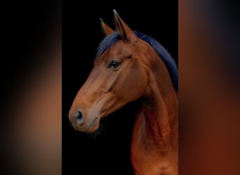 German Sport Horse, Mare, 8 years, 17.1 hh, Brown