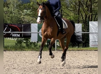 German Sport Horse, Mare, 8 years, 17.1 hh, Brown