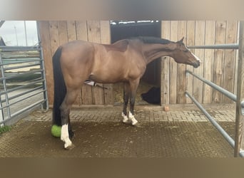German Sport Horse, Mare, 8 years, 17.1 hh, Brown