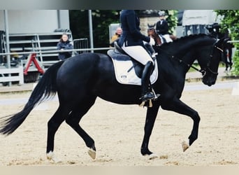 German Sport Horse, Mare, 8 years, 17 hh, Black