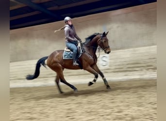 German Sport Horse, Mare, 8 years, 17 hh, Brown