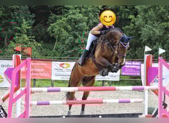 German Sport Horse, Mare, 8 years, 17 hh, Brown