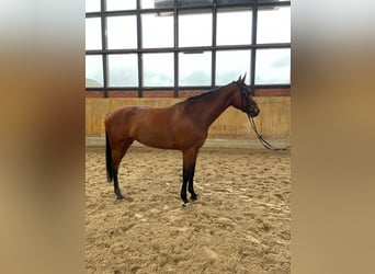 German Sport Horse, Mare, 8 years, 17 hh, Brown