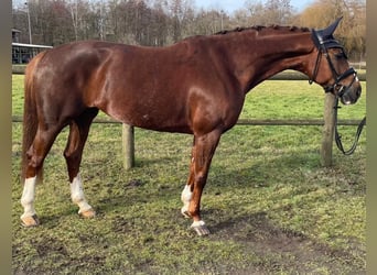 German Sport Horse, Mare, 8 years, 17 hh, Chestnut