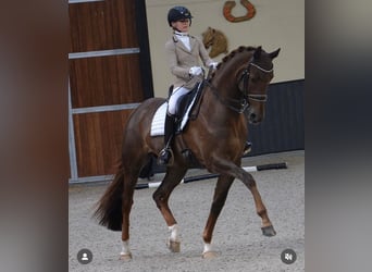 German Sport Horse, Mare, 8 years, 17 hh, Chestnut-Red